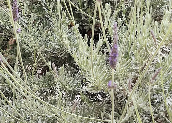 Lavender House In Kiparissia