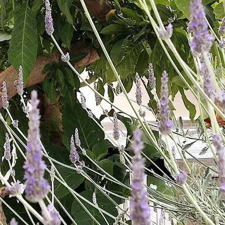 Lavender House In Kiparissia Apartment Kyparissia