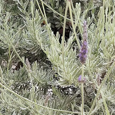 Lavender House In Kiparissia