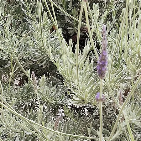 Lavender House In Kiparissia Apartmán