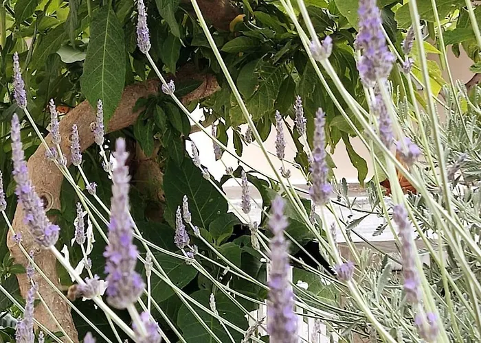 Lavender House In Kiparissia Lejlighed Kyparissia